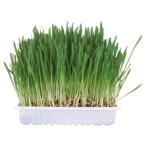 Tráva pre hlodavce v miske 100 g TRIXIE